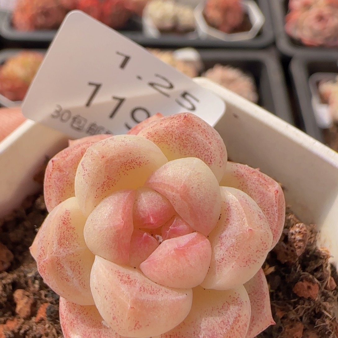 O泡单头一颗脱土