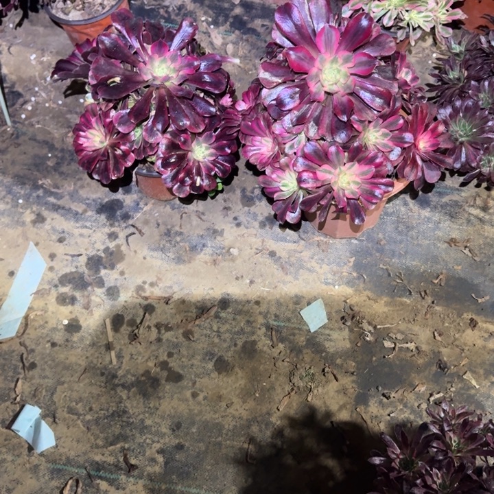 流***颜一单包邮不包侧枝69