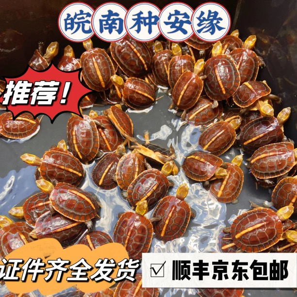 人工养殖黄缘龟安缘大陆缘台缘龟活体