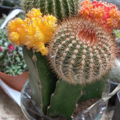 红绿灯仙人球18米仙人球