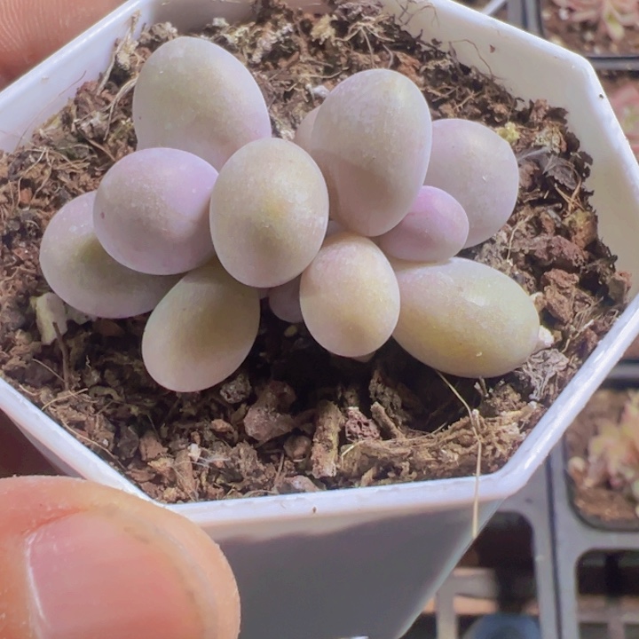 蛋黄奶精品多肉植物