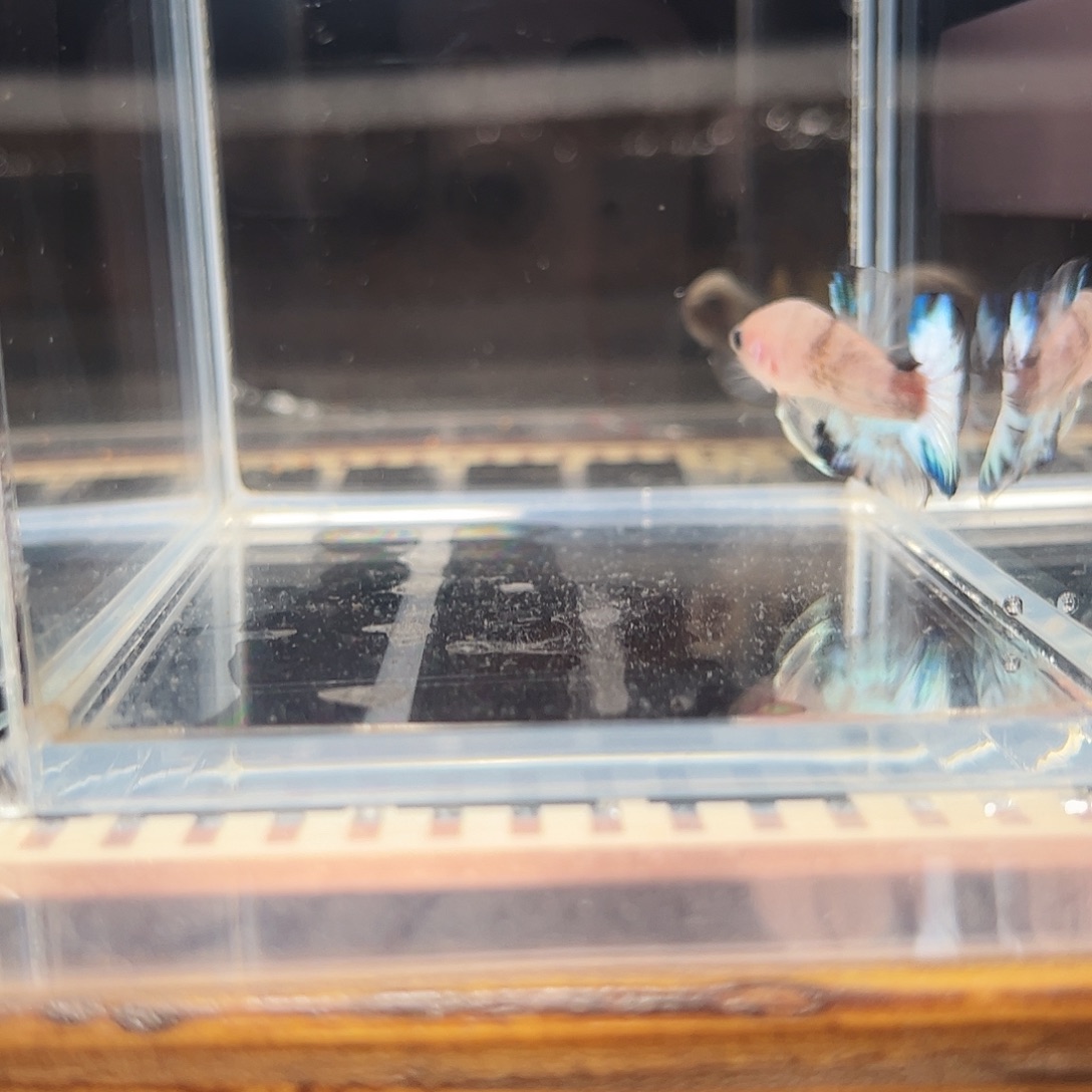 海水鱼宙斯斗鱼竞拍精品场12-10