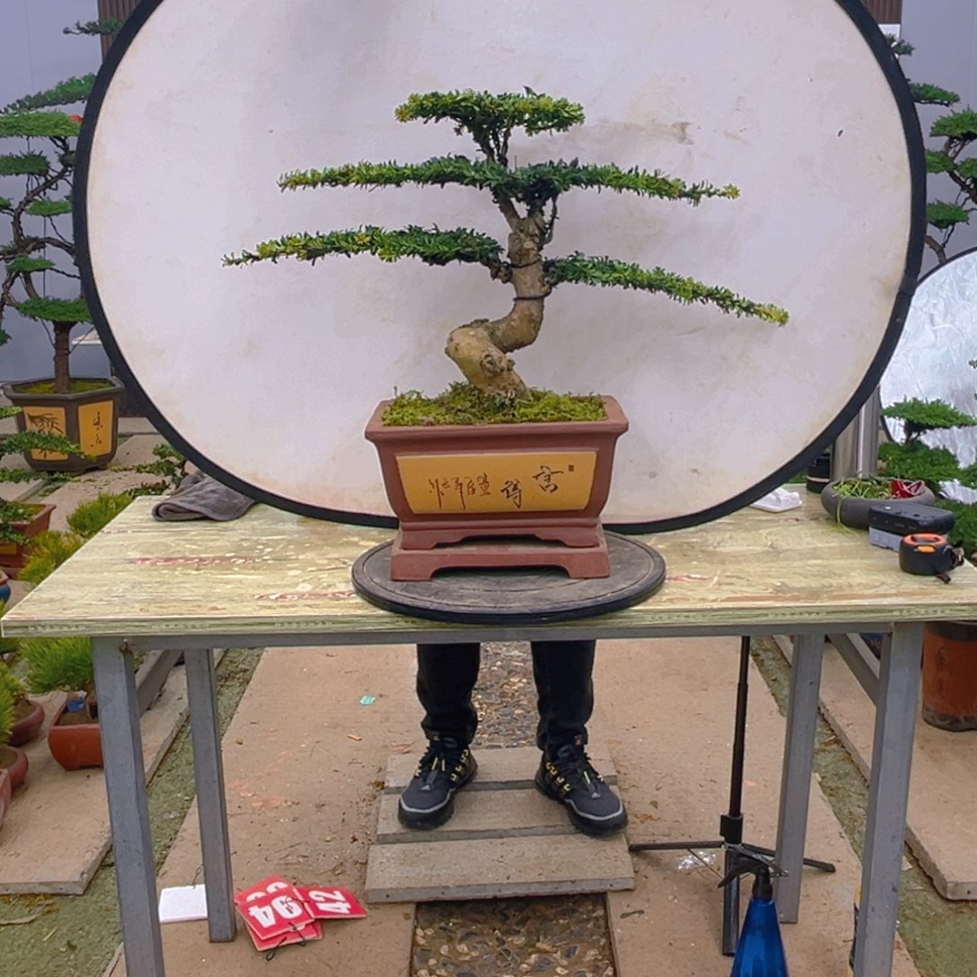 盆景红芽菊花珍珠罗汉松