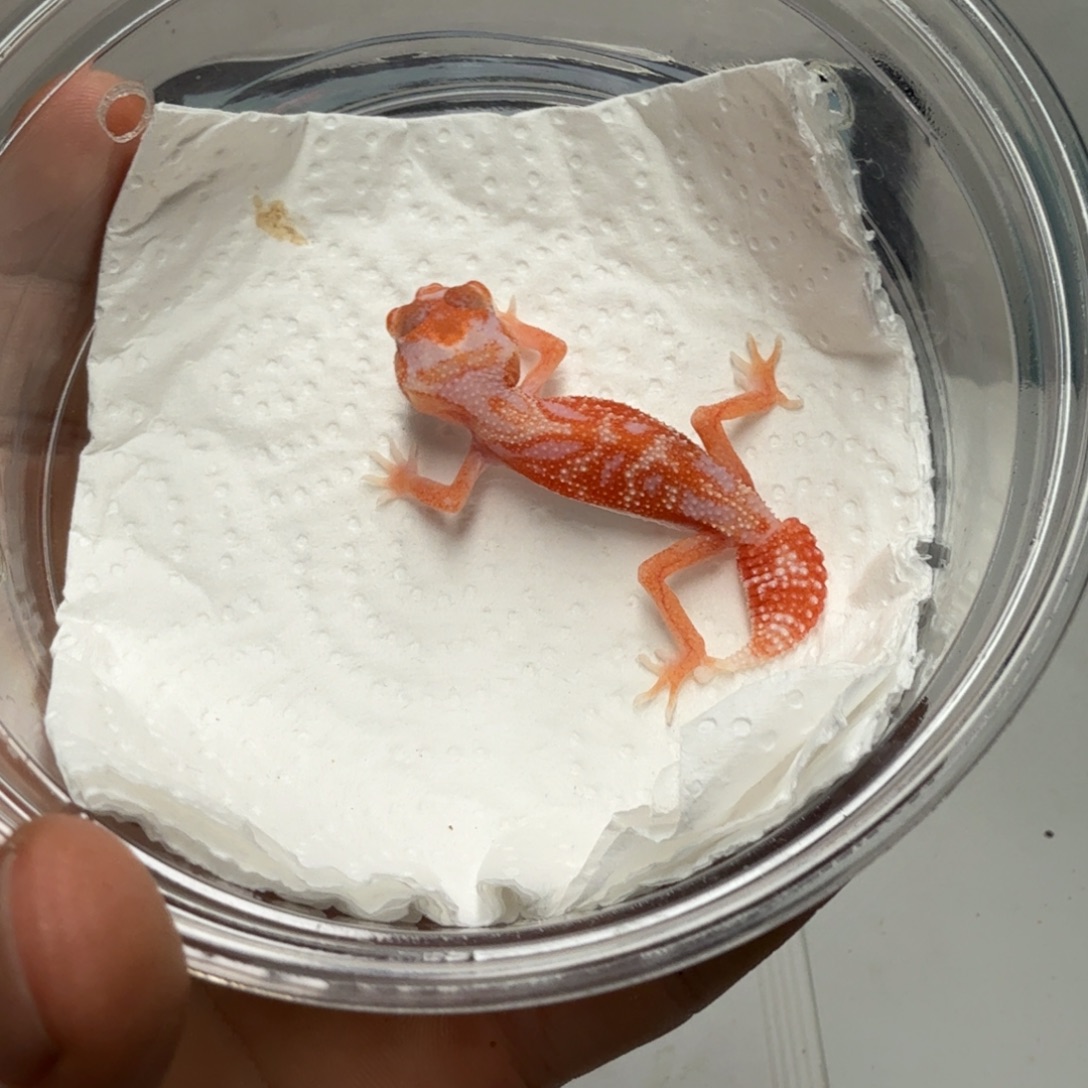 瘤尾守宫白化隐无纹妹妹