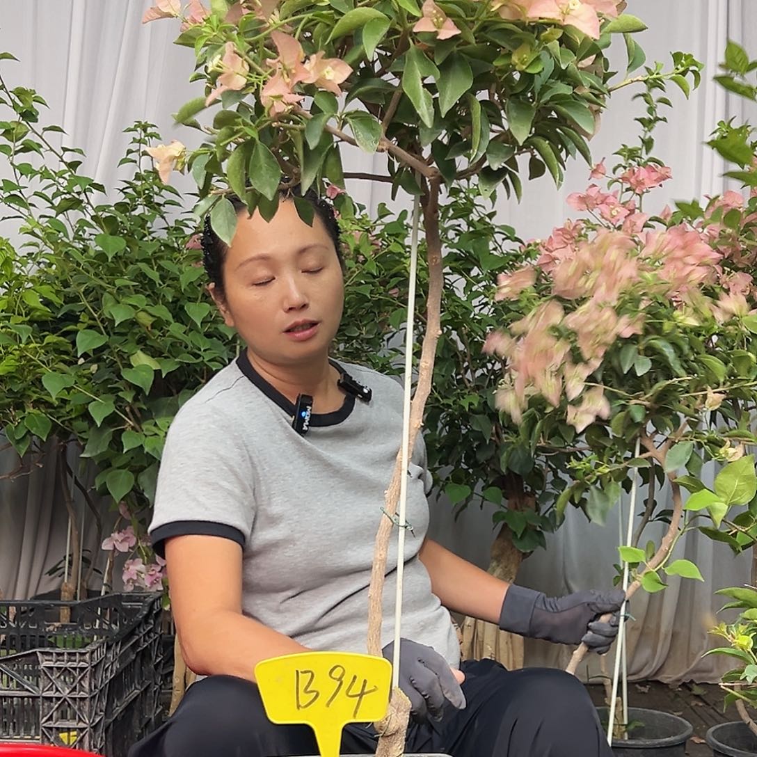 荷***韵当前无花栽培后可以开花B94卡亚塔