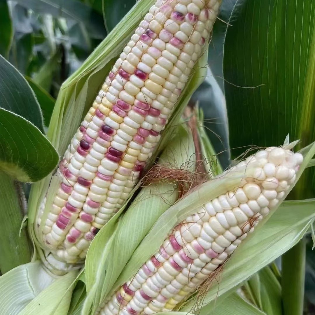 农家花糯玉米8根～软糯香甜花糯玉米湖北省