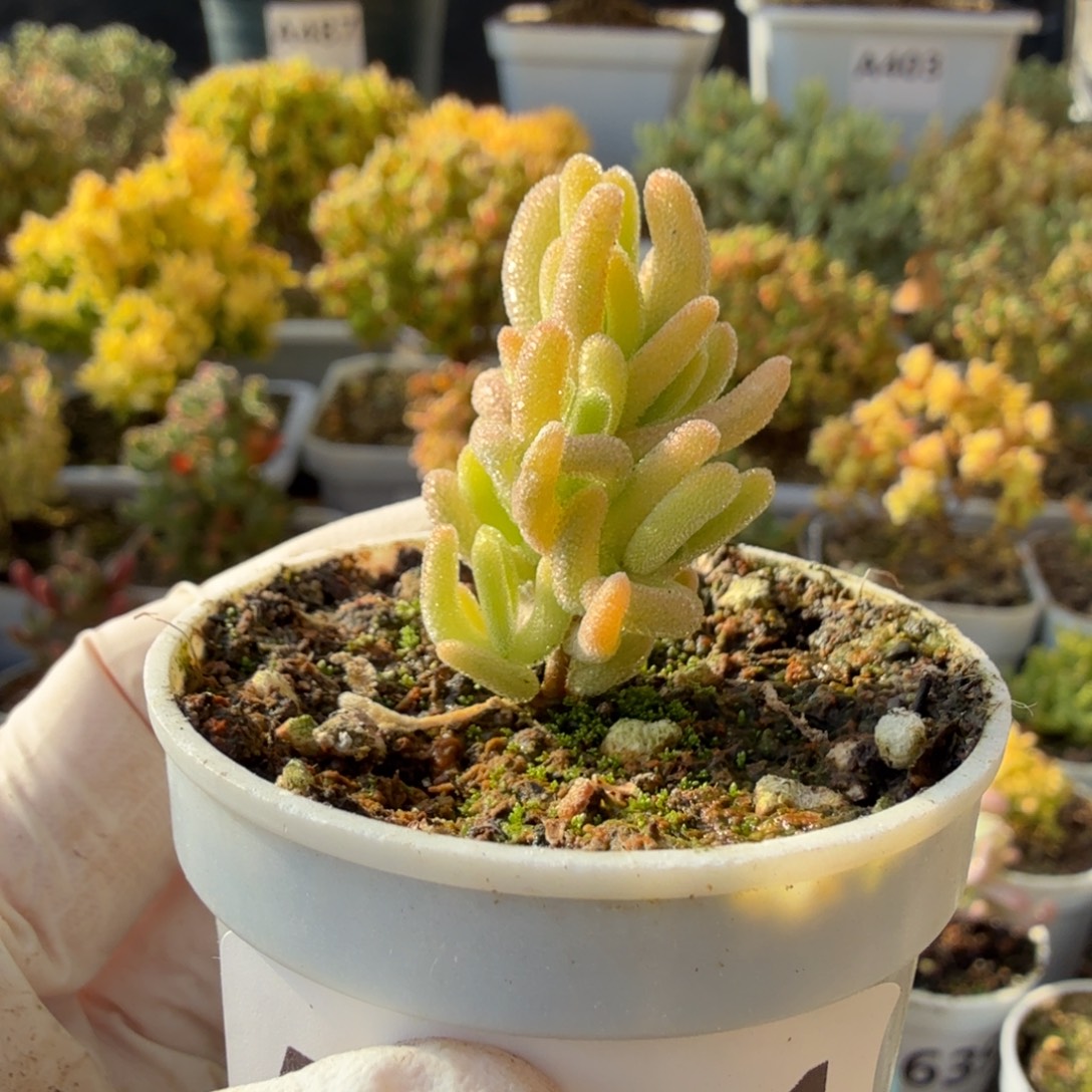 A671红叶黄锦28元包邮