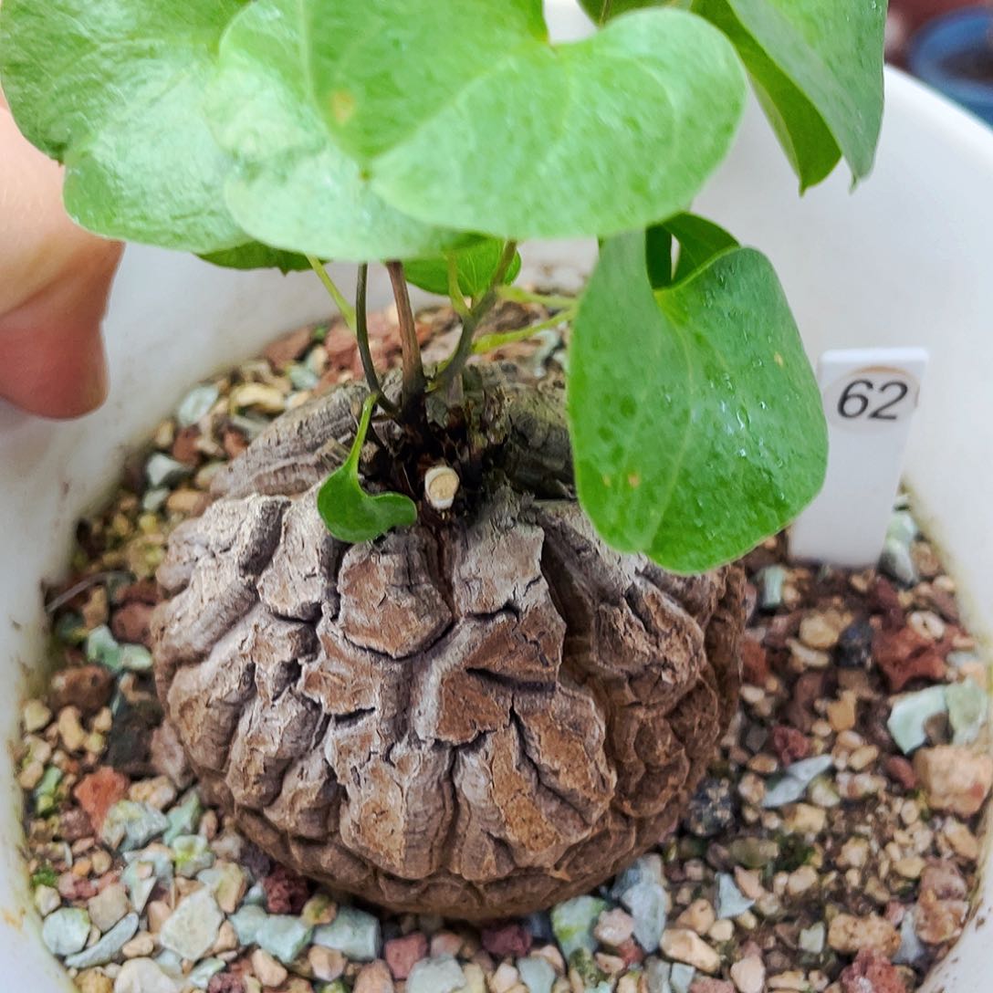 非偏远地区满25包邮仙人球