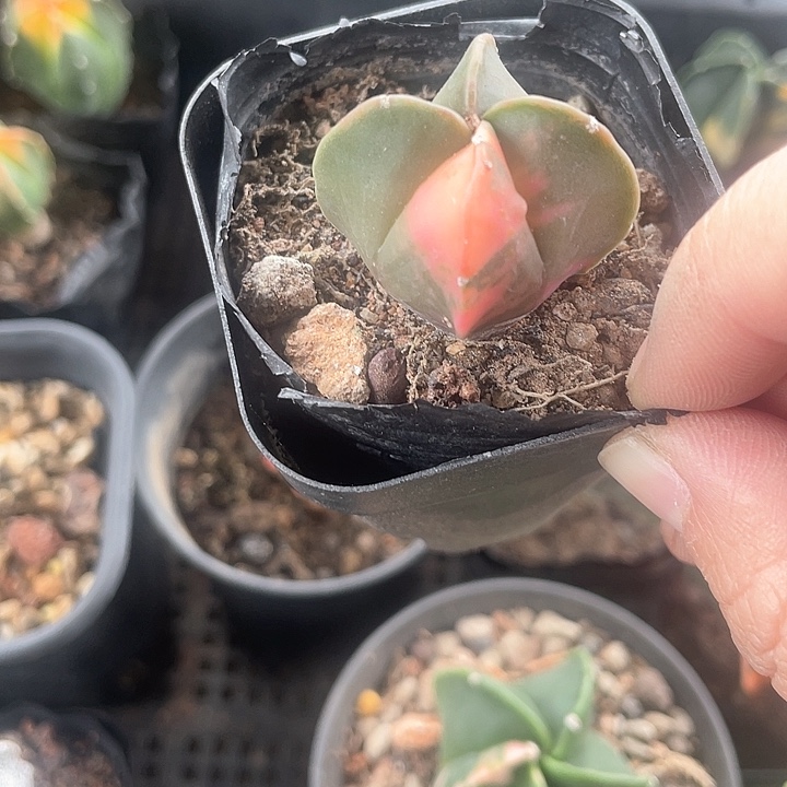 实生四角鸾凤玉锦仙人球一颗