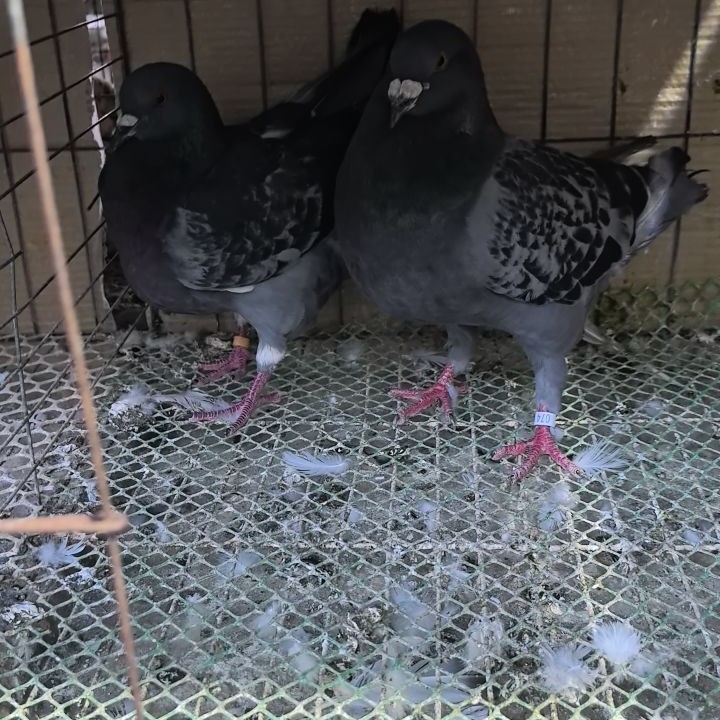 巨型纯种招财元宝鸽观赏鸽肉鸽种鸽活物
