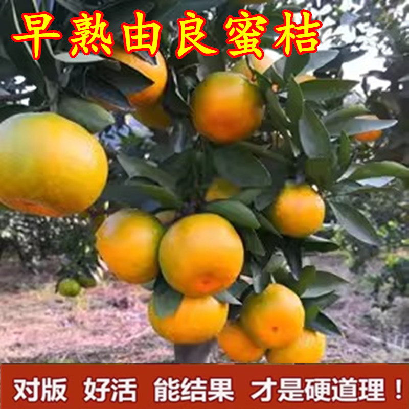 浙江早熟由良蜜桔苗柑橘苗黄岩蜜桔苗宁海嫁接树苗常绿