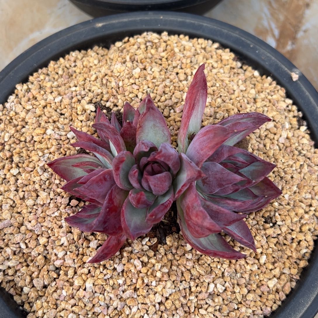 惊鸿仙子 阿松多肉