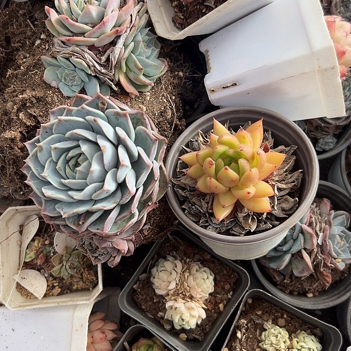 10盆小精品。          
