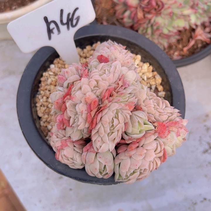 健健康康平平安安