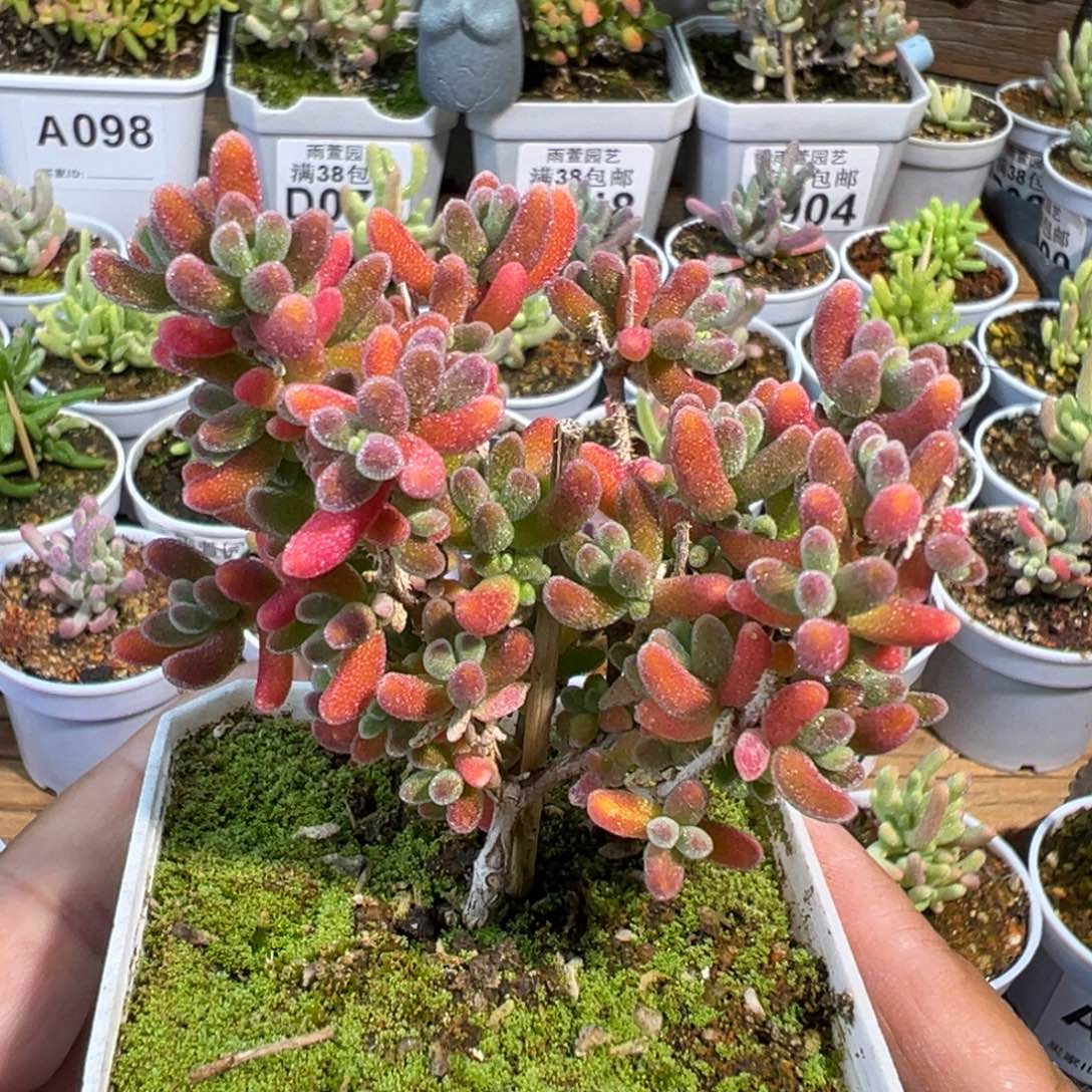 23-039红叶优选老桩2年