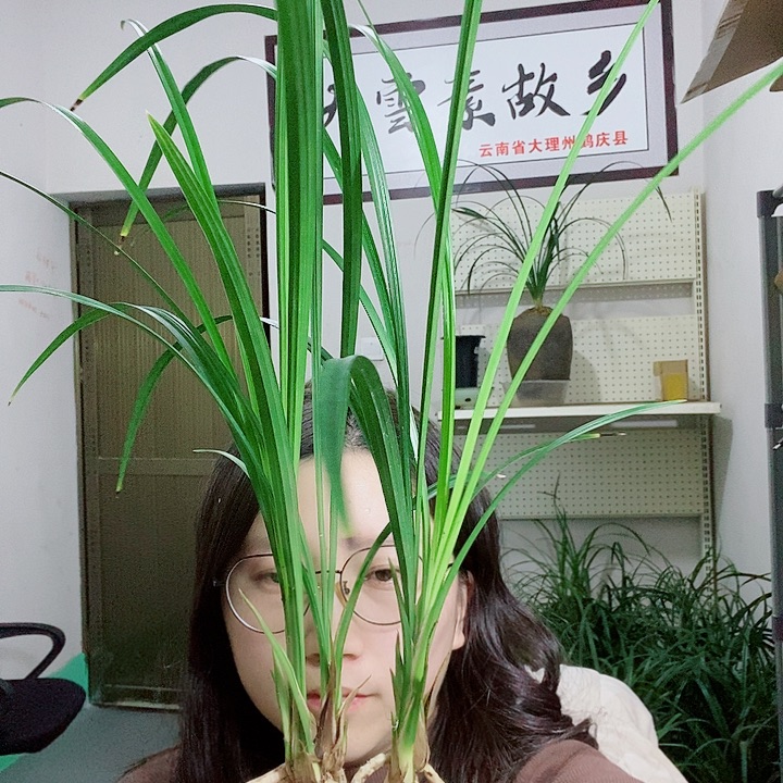 完全开放大雪素大雪素