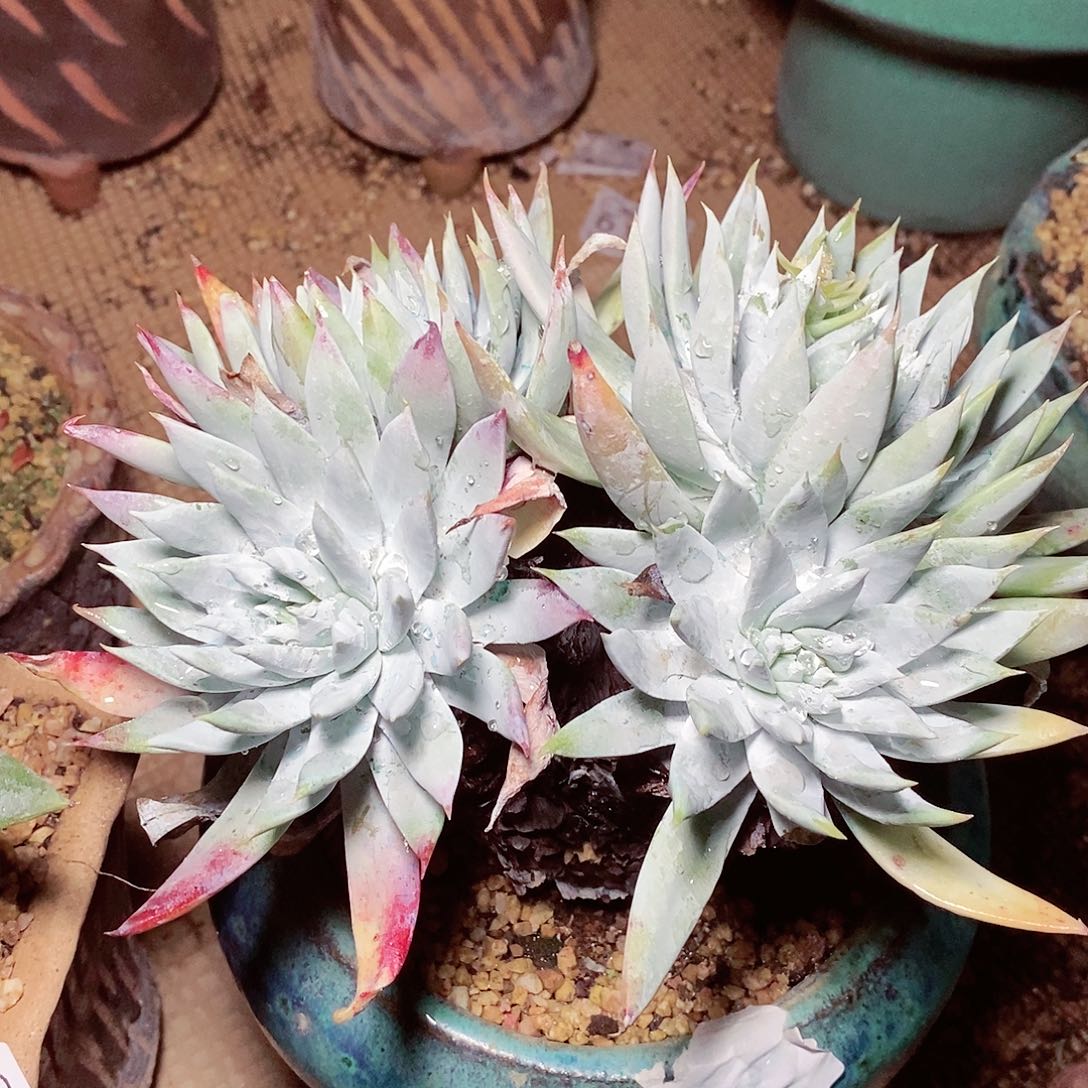 【闪购商品】哈哈哈哈坎蒂丝雪山多肉1540