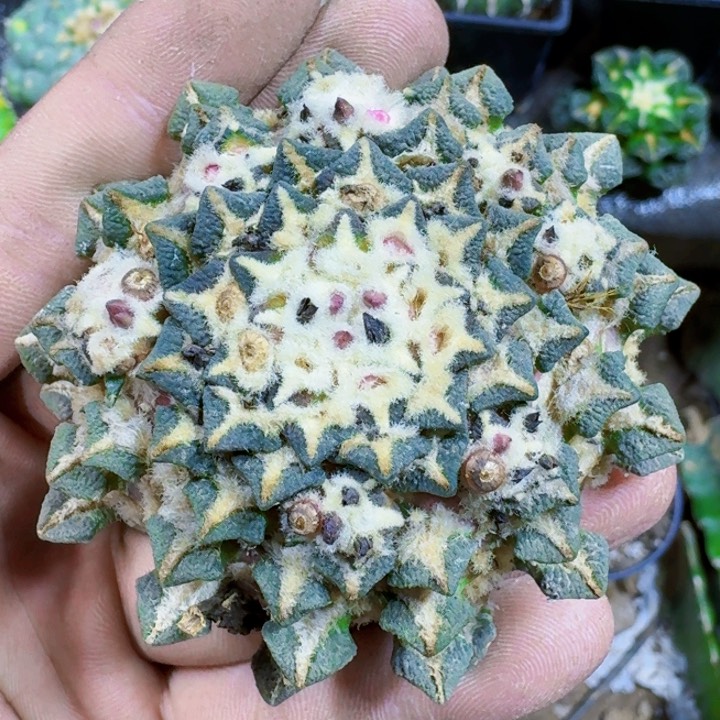 福利黑牡丹360仙人球