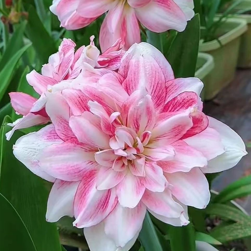 选美皇后朱顶红基地重瓣球苗朱顶红种球