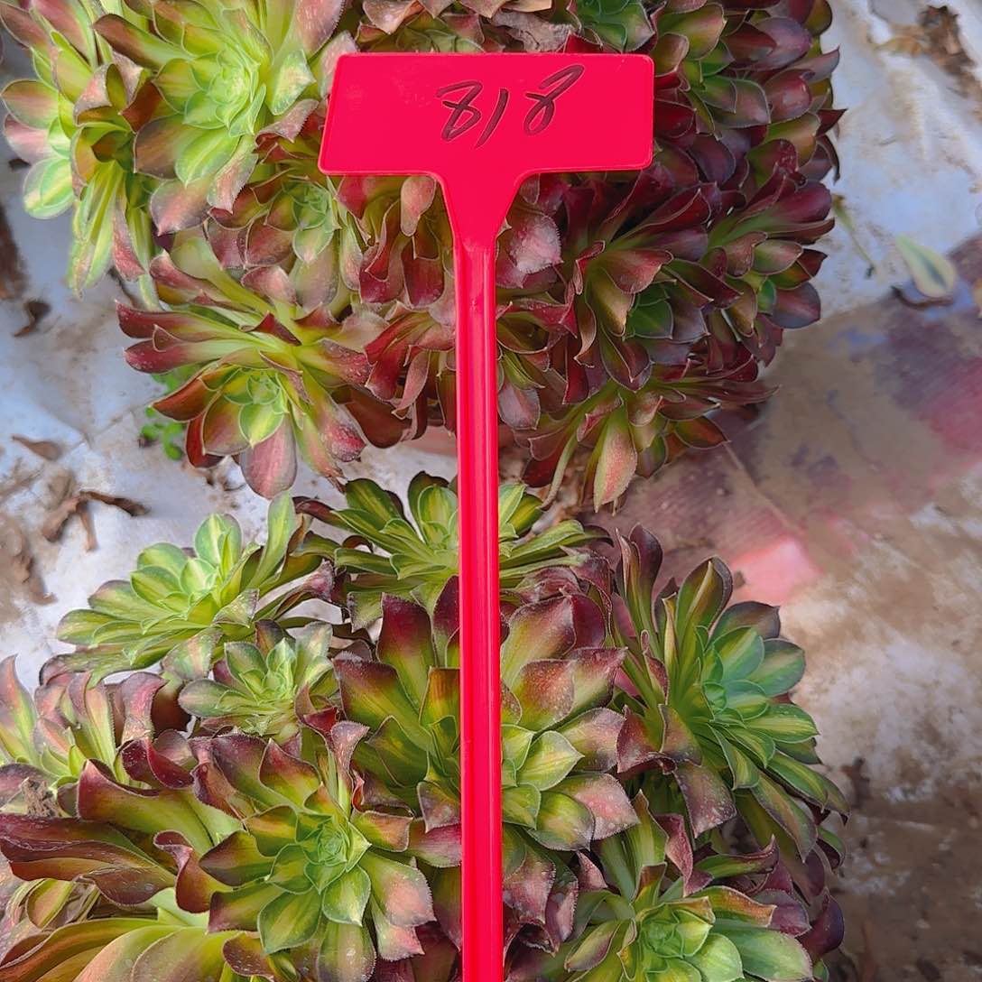 ?**?818韶华多肉哦哦