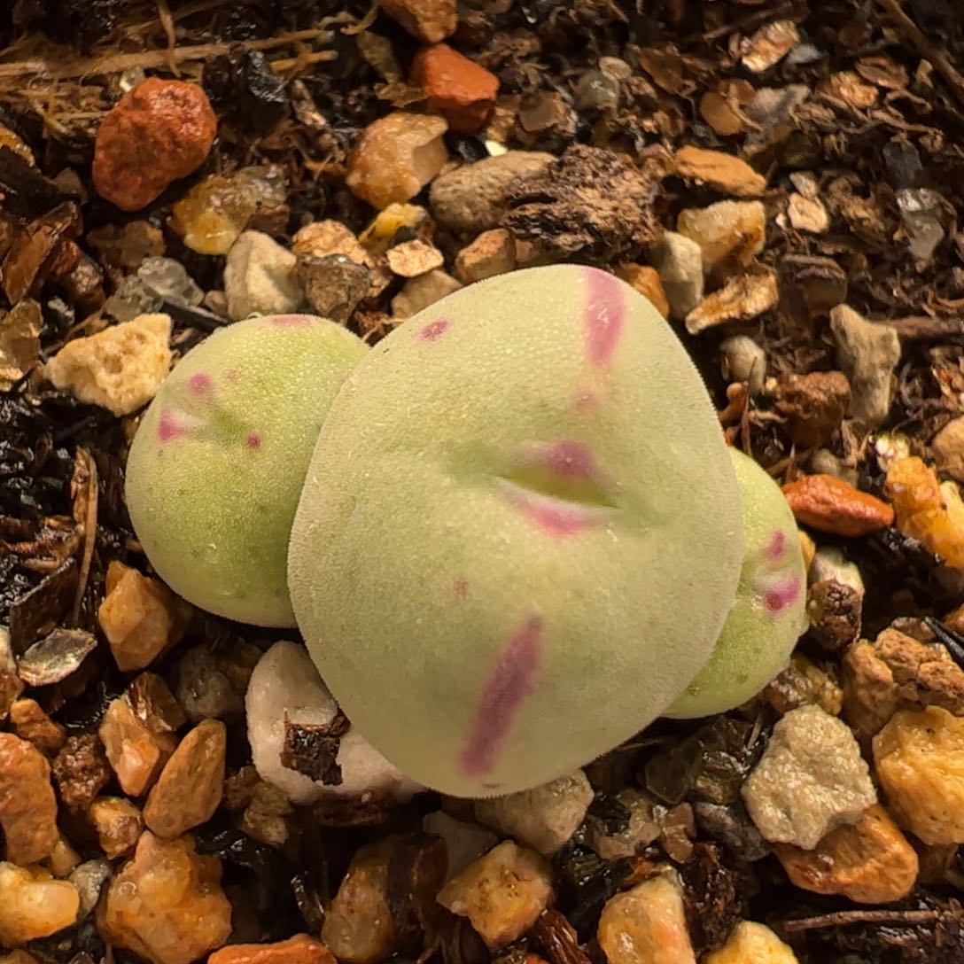 多肉植物百科316