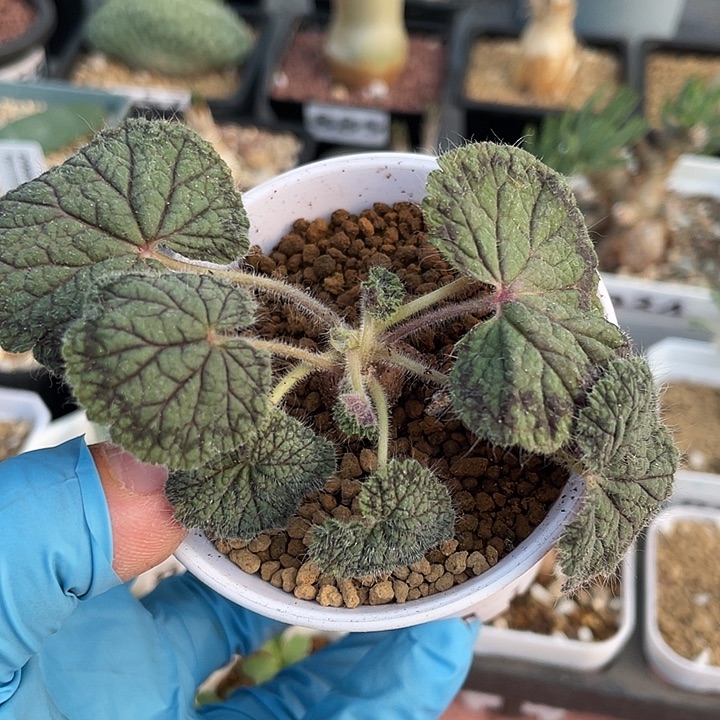 963圆叶杨葵块根植物