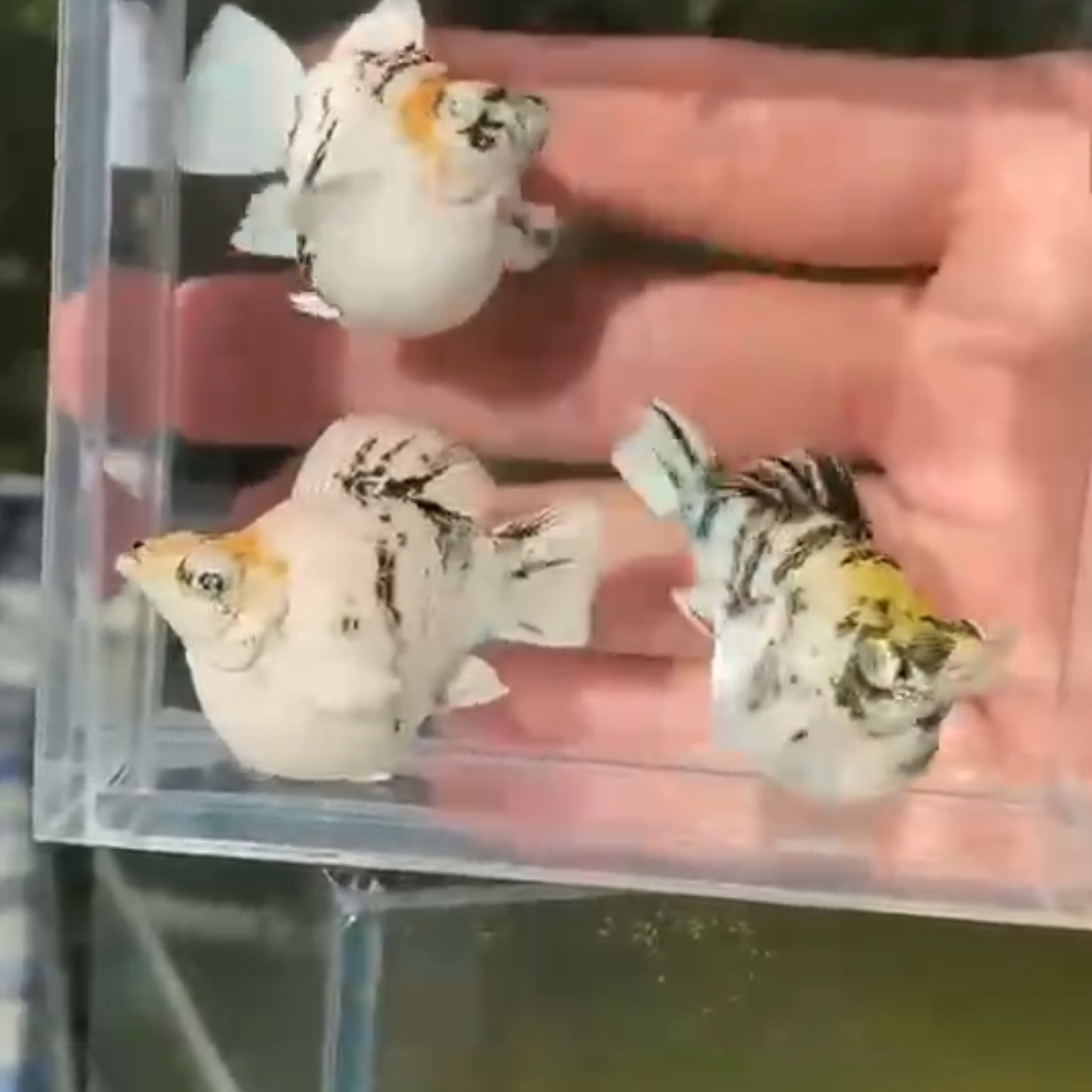 菲律宾进口三色玛丽鱼