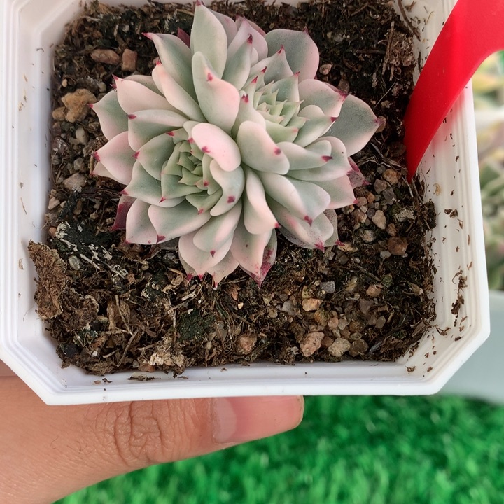 沙罗姬锦，锦哥多肉