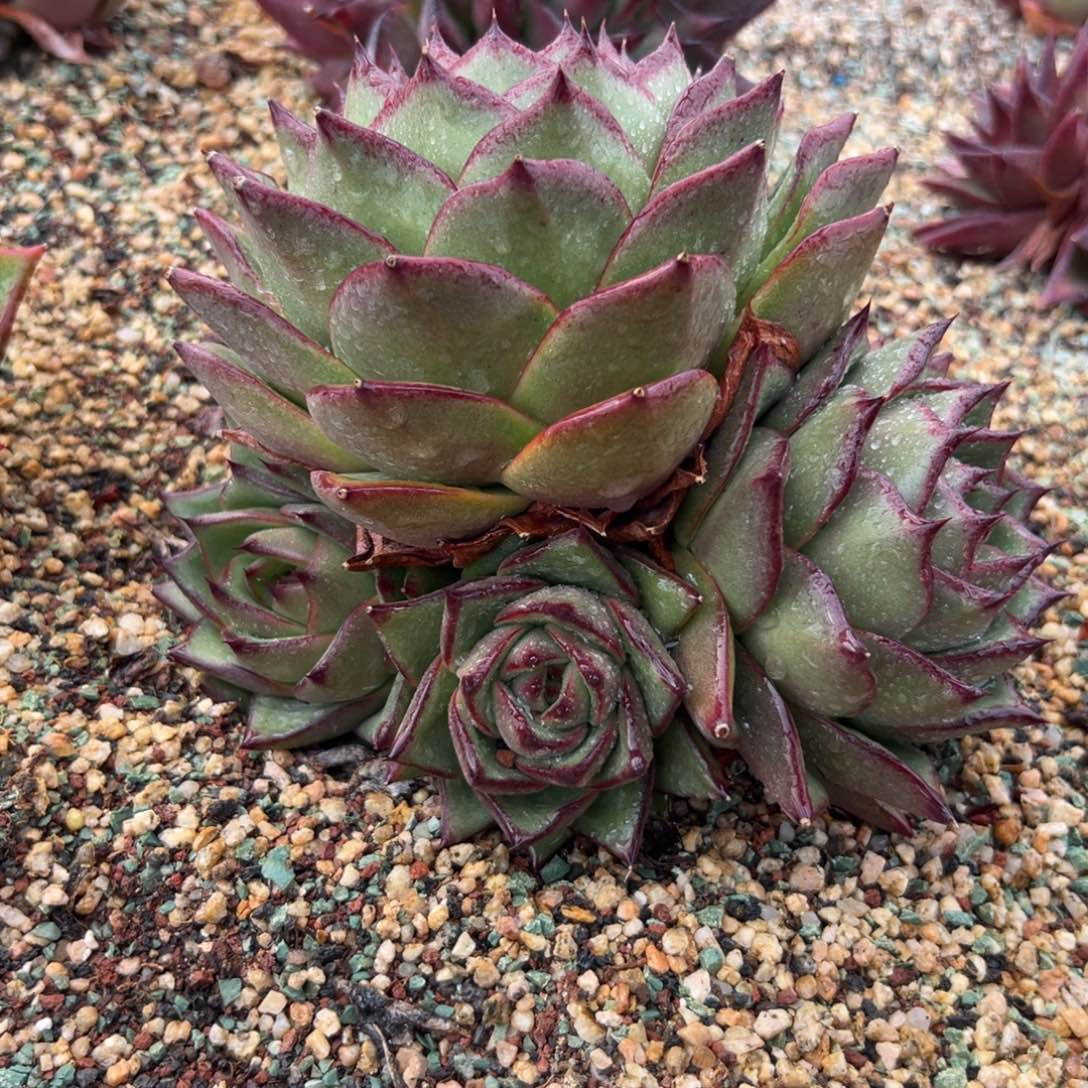 多肉一物一拍0205-143