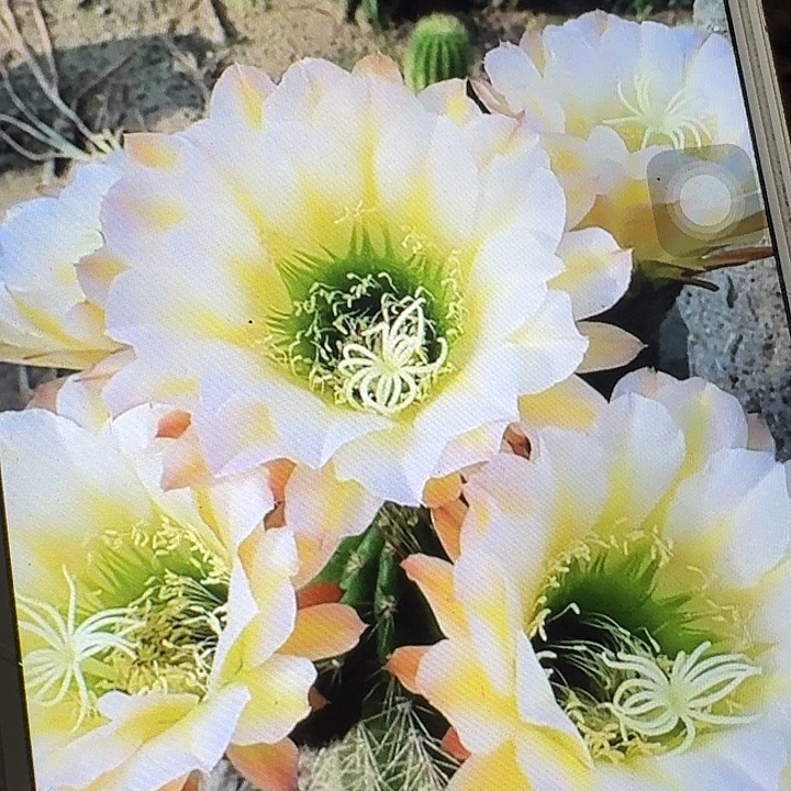 六月五侧芽5公分毛花柱