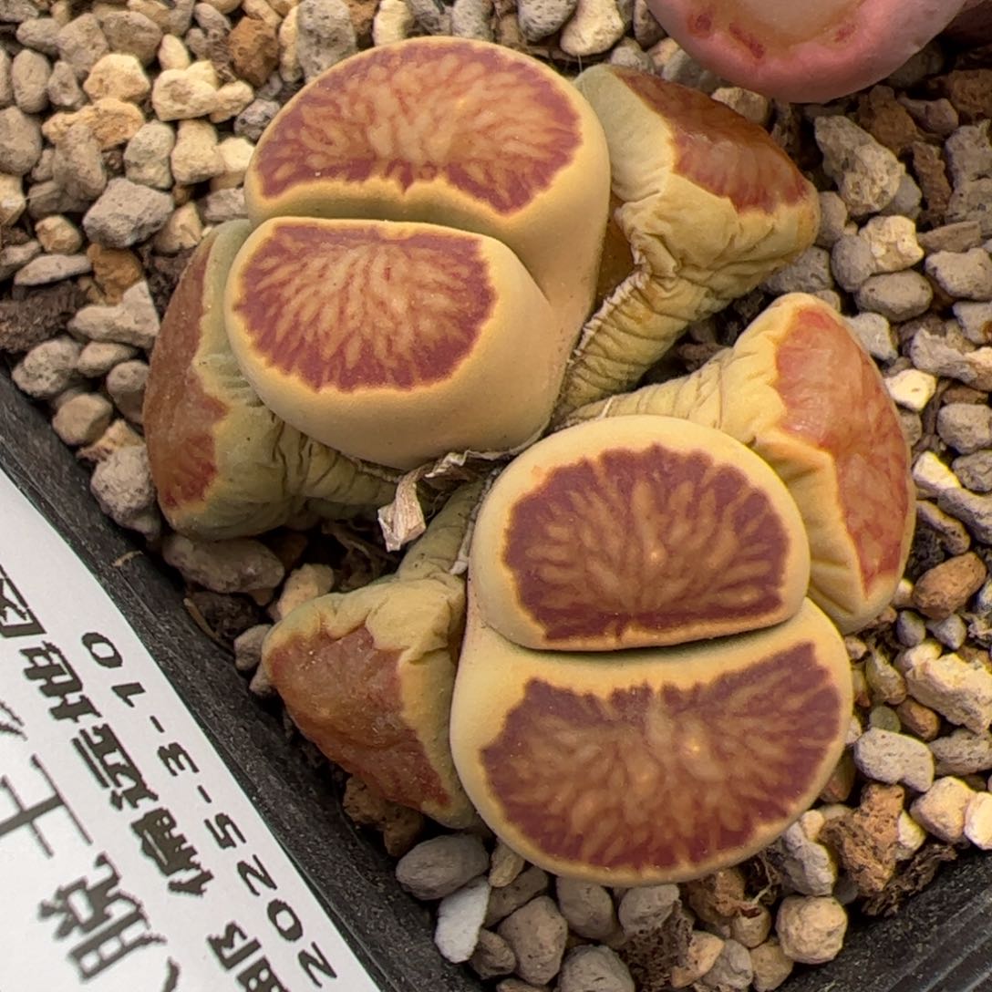 0691号 菊 多肉植物