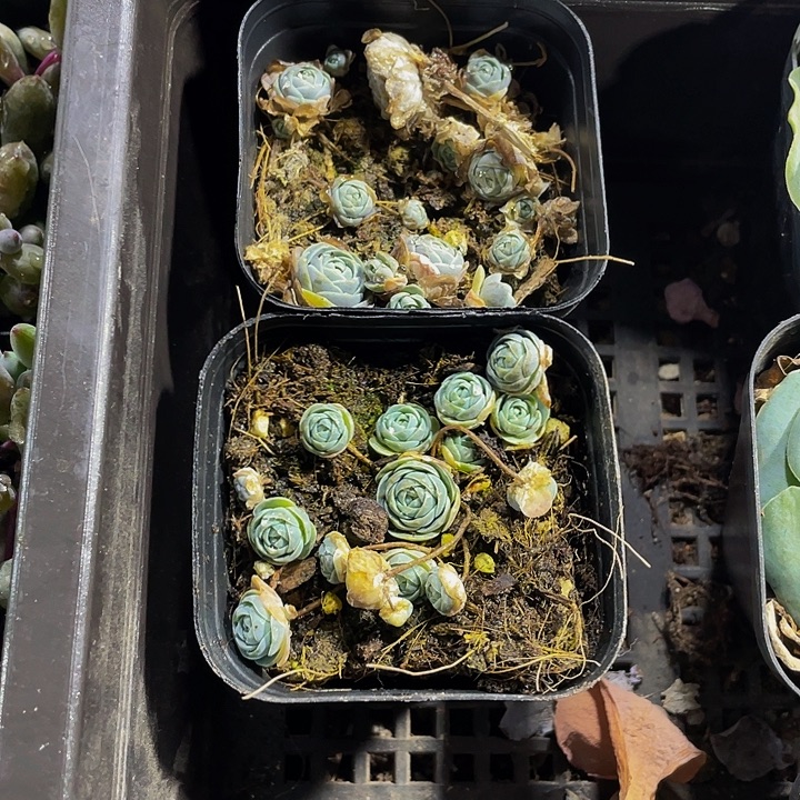 子持莲花带盆土发