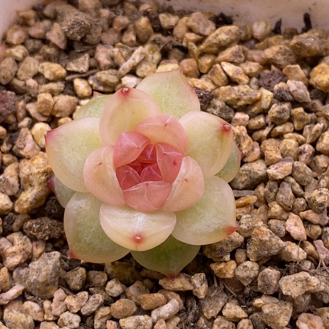 【闪购商品】22-198钻石珍妮