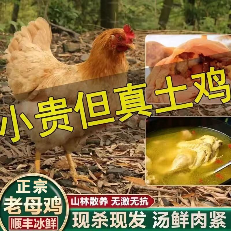 【京东快递】正宗农家散养土鸡老母鸡大号黄油老母鸡