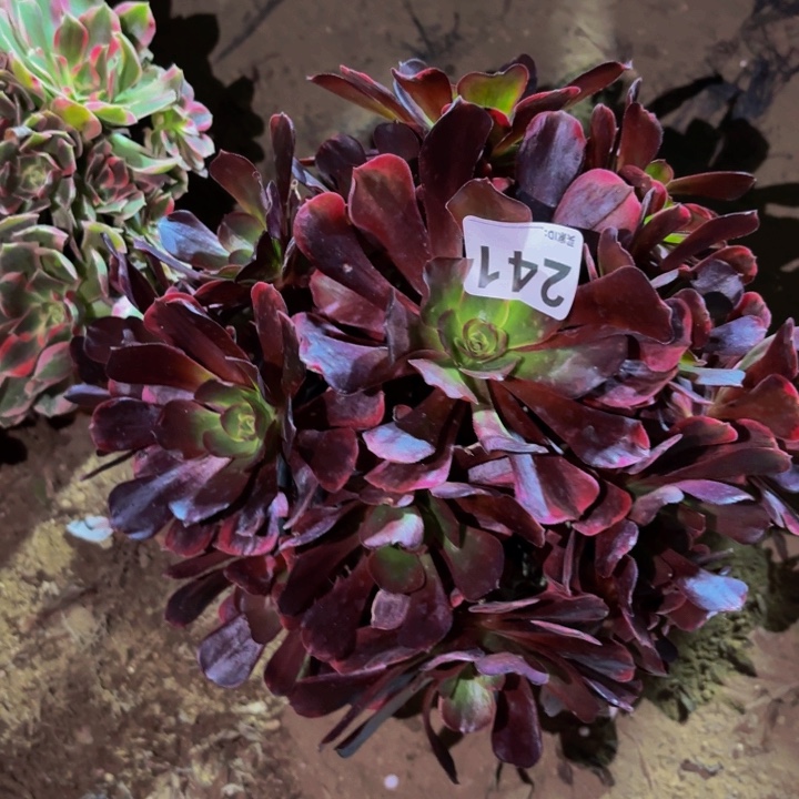 241爱神多肉植物不售后