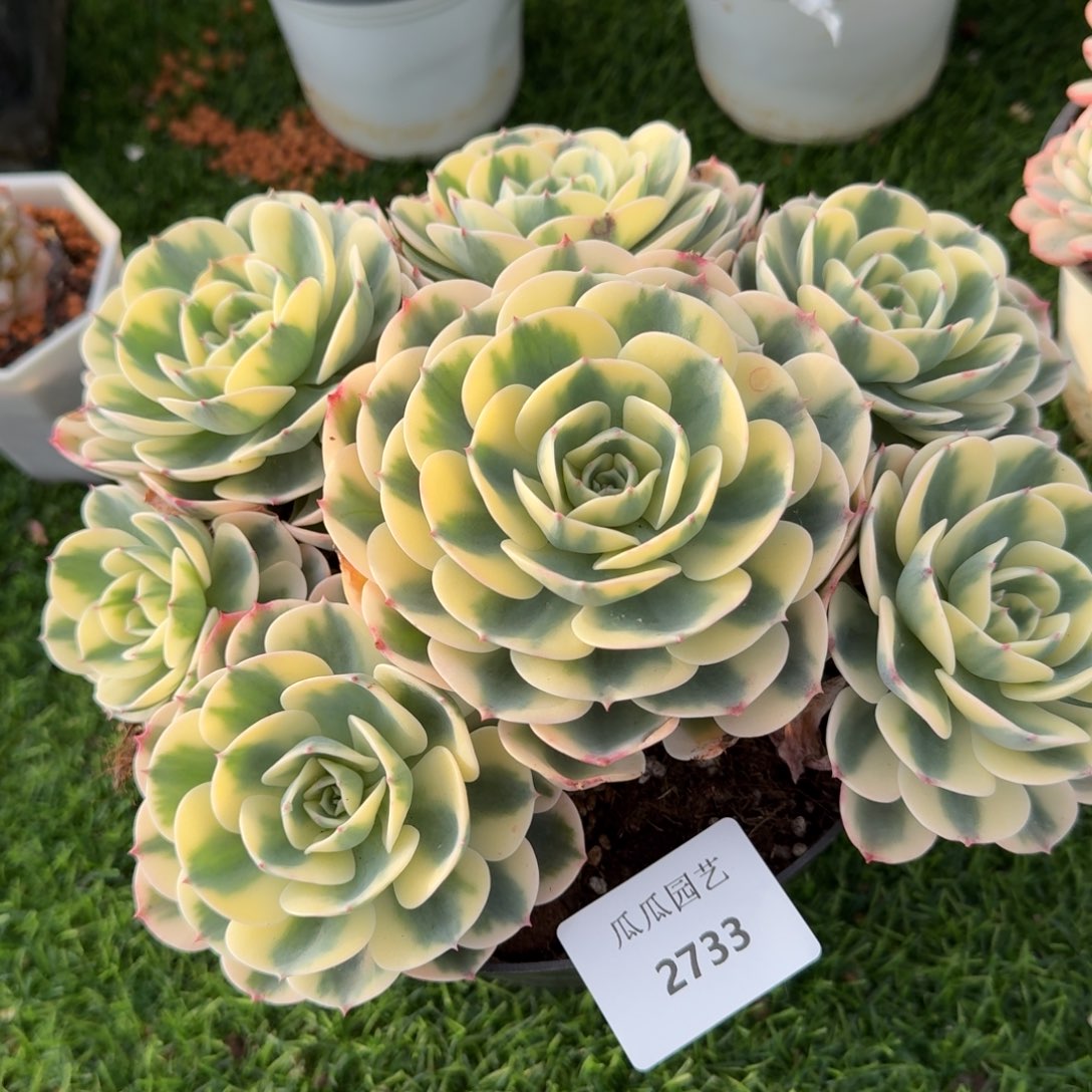 2733玉蝶锦大群多肉植物