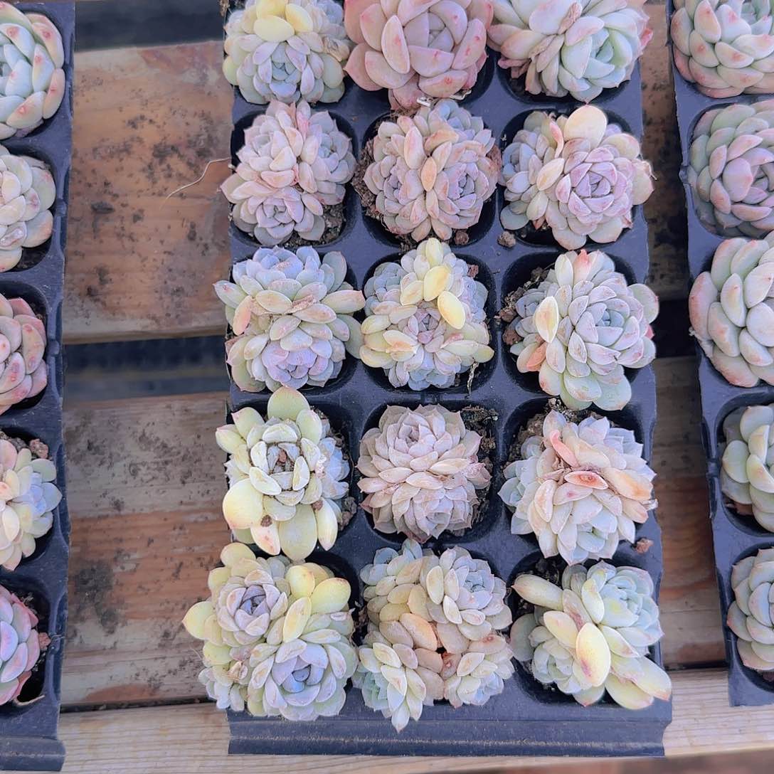 直播一物一拍多肉15