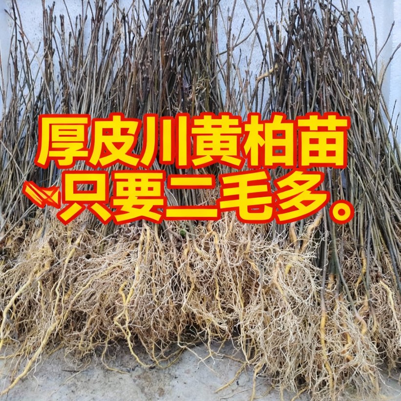 厚皮川黄柏苗地径0.1cm以上高度10cm以上 适合排载