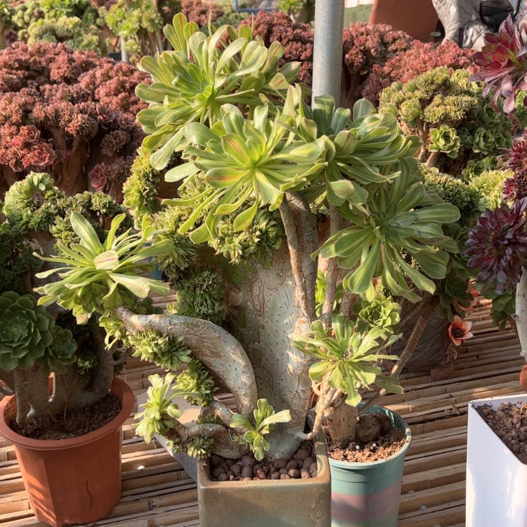 碧螺春妖桩精品福利