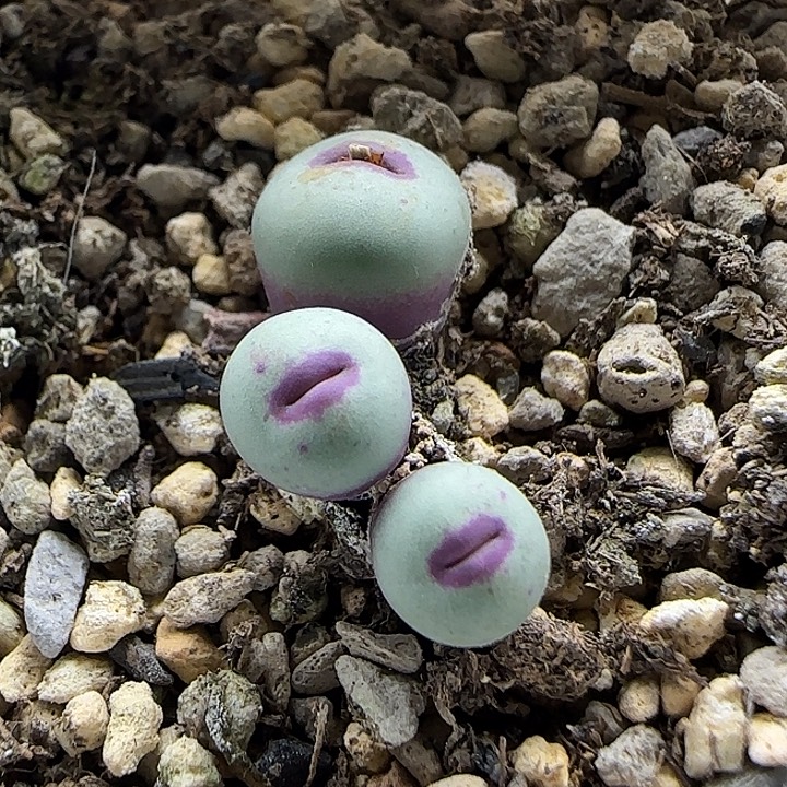 11-16-6-6当天满38包邮小型超厚嘟嘟嘴0.8脱土