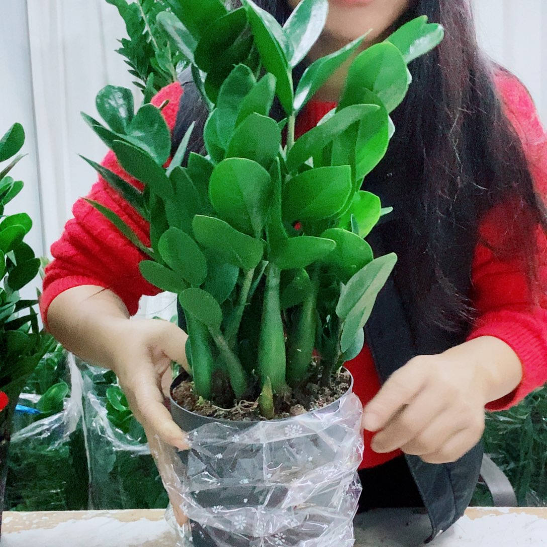 不开花植物15规格一盆