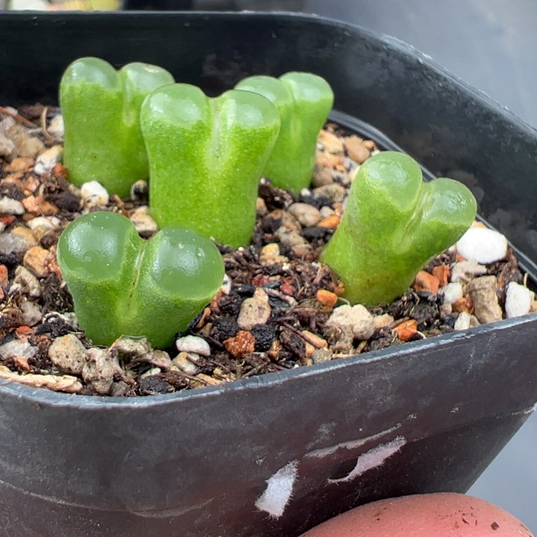 12.3好看的多肉脱土发货019