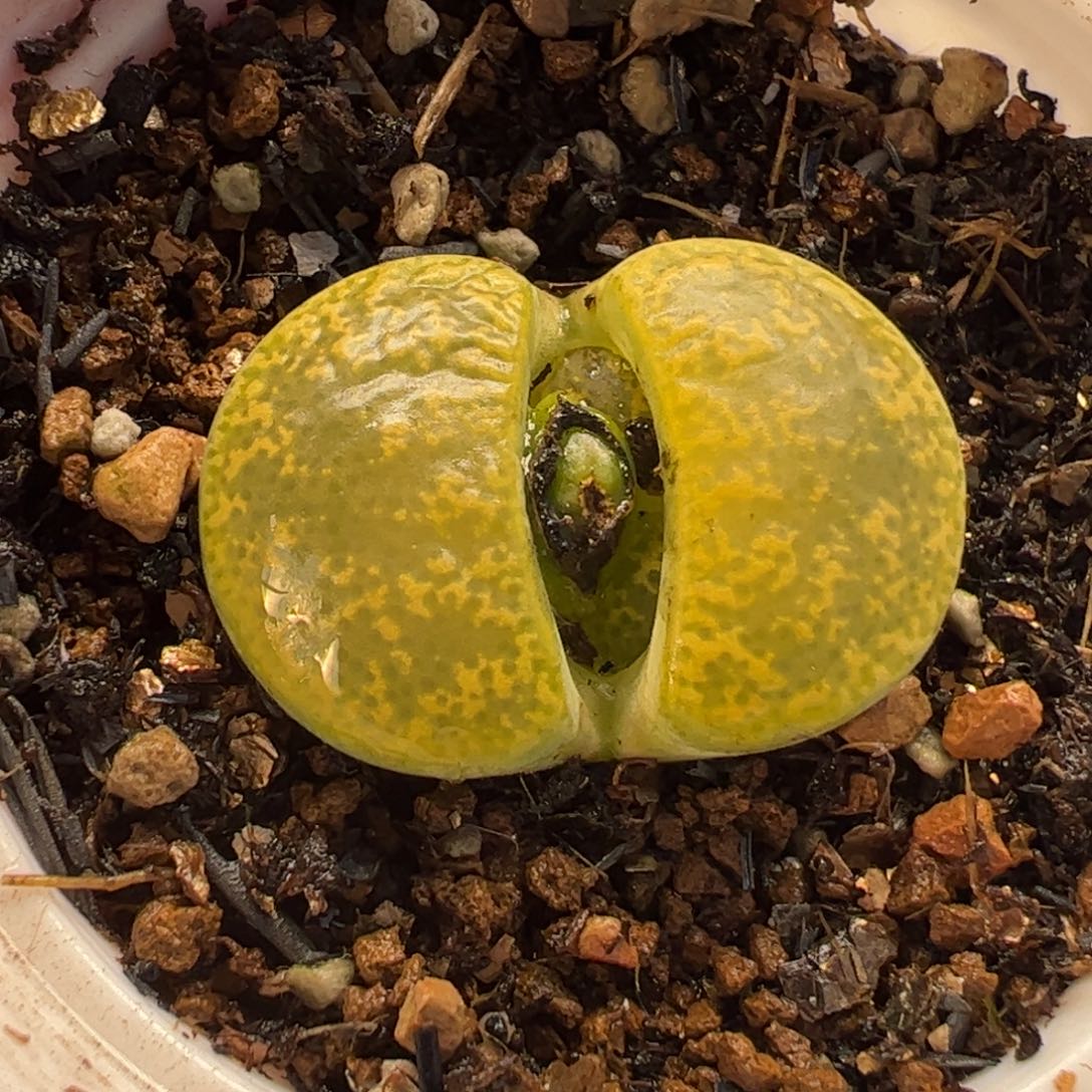 017多肉植物百科