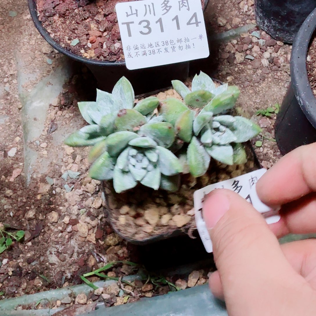 3115法瑞苹果叶多肉