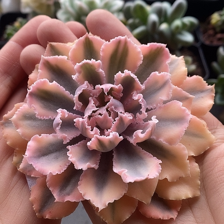 晚霞之舞锦大单头