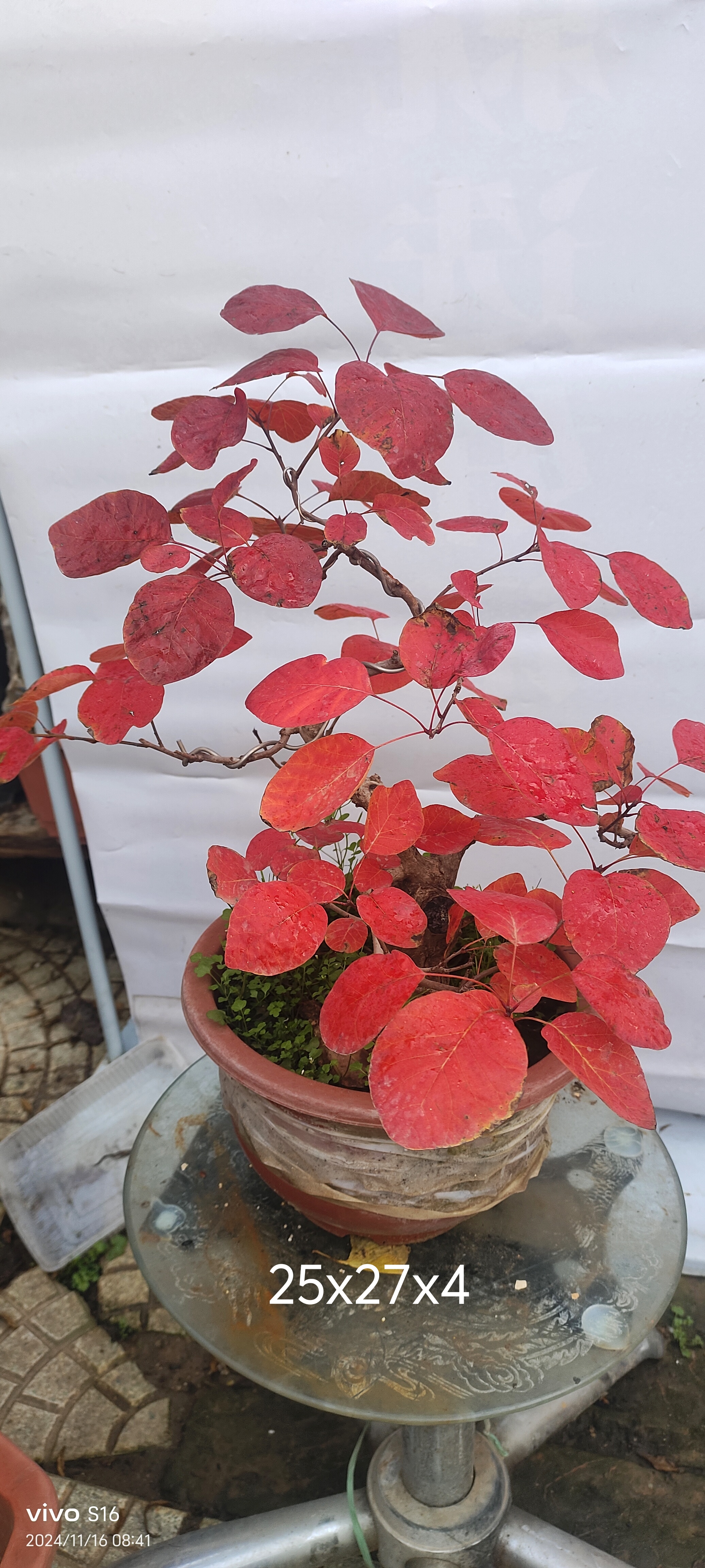 观红叶大树型红栌盆景