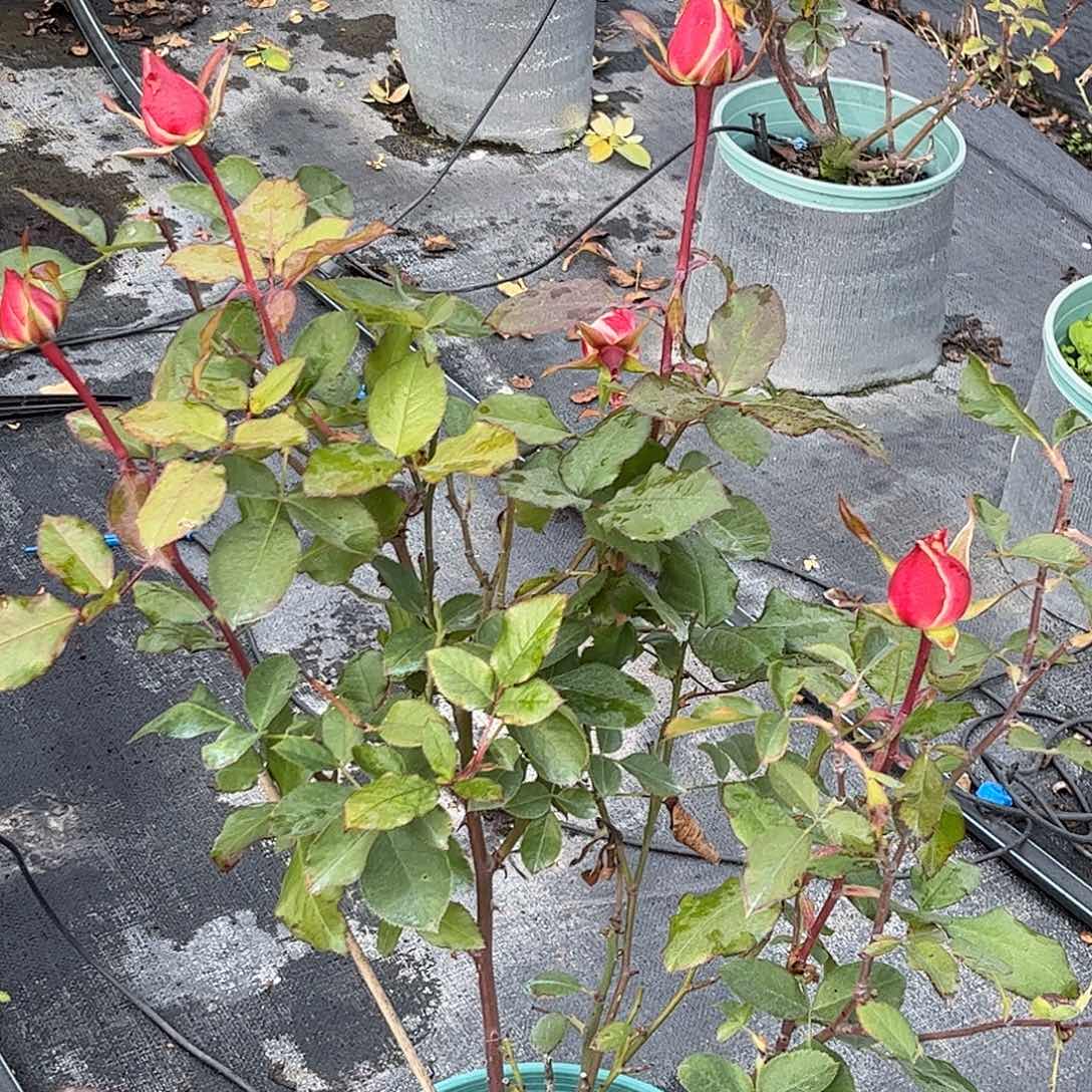 无花朵艾莎，1.8加仑土球发货