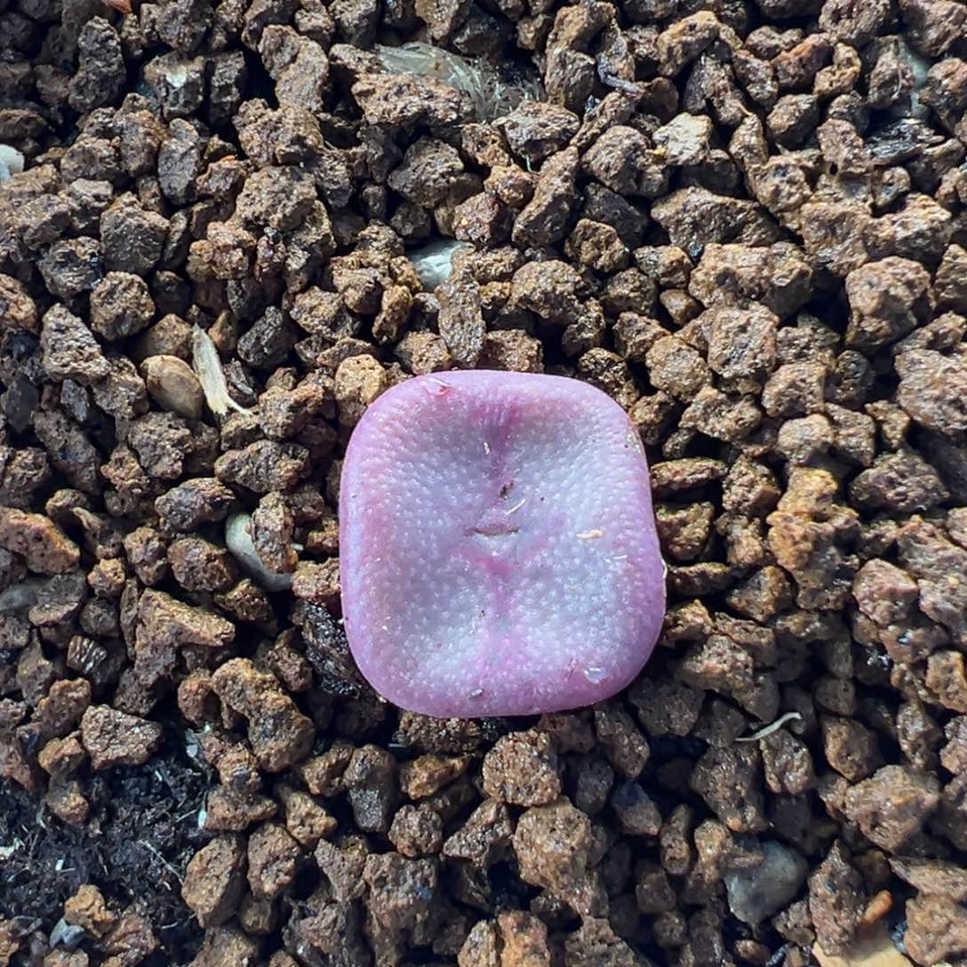 652多肉植物种类多样