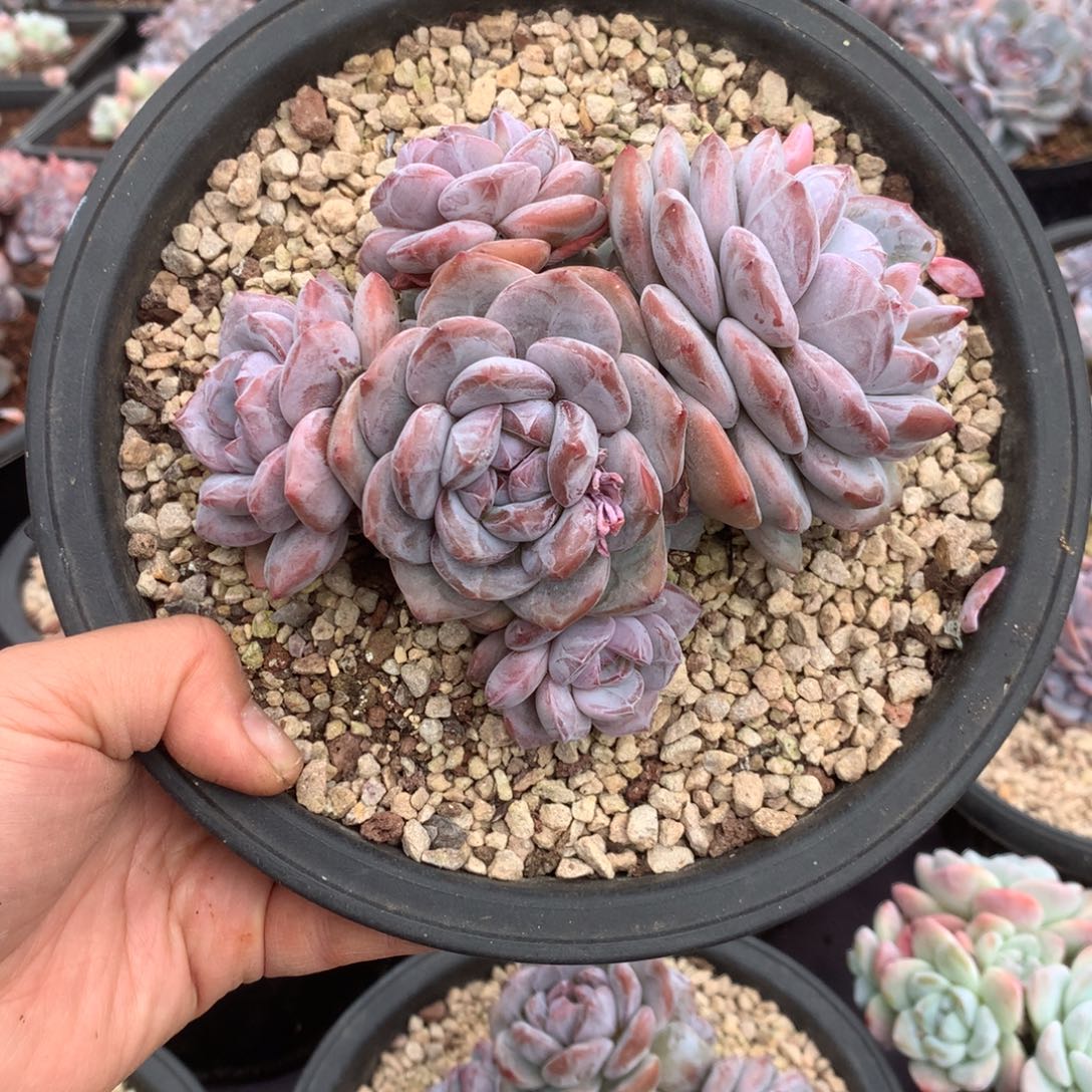 无花朵哈哈哈哈哈哈哈哈哈21