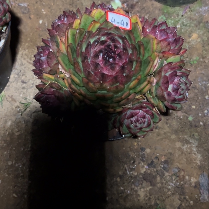 黑***云精品多肉植物老桩